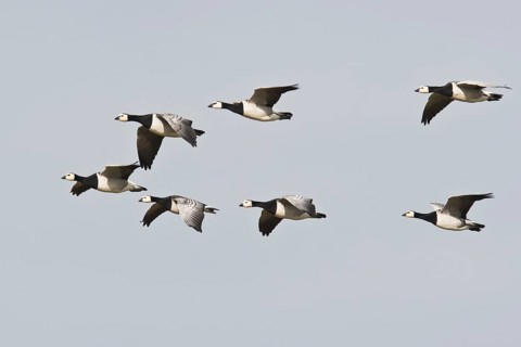 Barnacle Geese