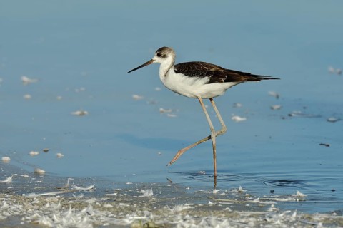 Black-winged Black-winged Stilt