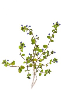 Persian Veronica persica
