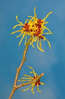 Flowering witch hazel