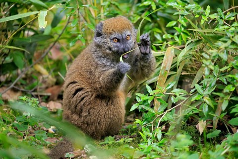 Lac Alaotra bamboo lemur