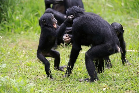 Bonobo