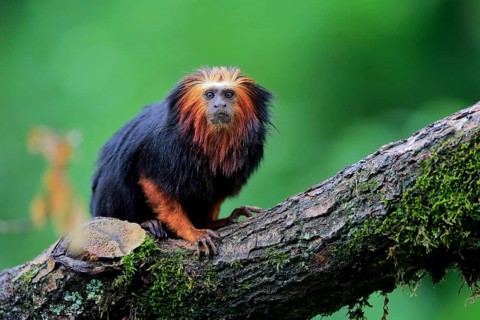 Golden-headed lion tamarin