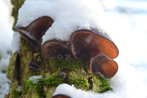 Auricularia auricula-judae