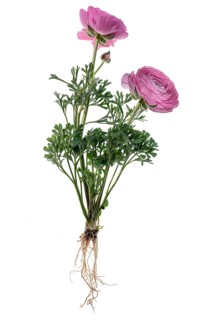 Ranunculus