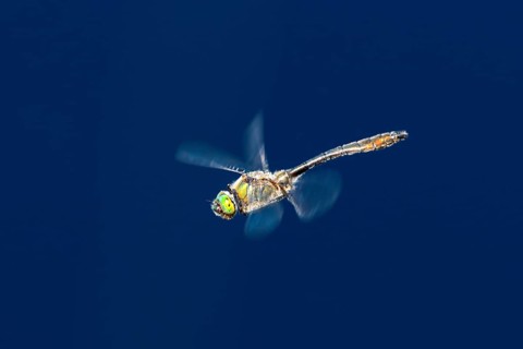 Downy emerald