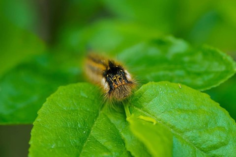 Drinker Moth