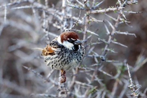 Spanish Sparrow