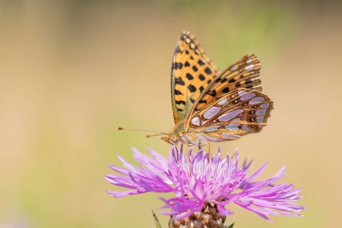 Queen of Spain fritillary butterfly