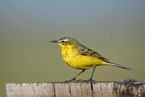 Meadow Wagtail