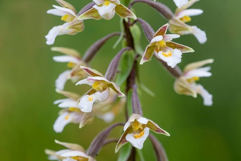 Marsh Helleborine