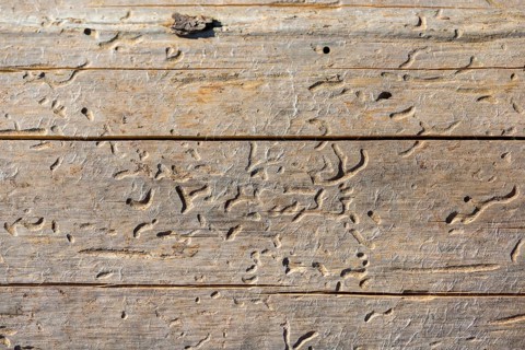 Cracks of a bark beetle