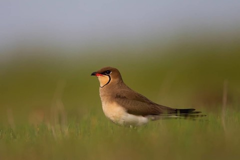 Collared pratincole
