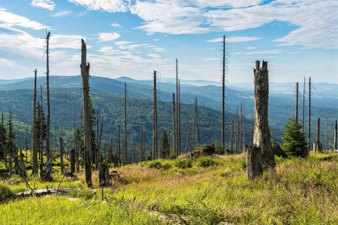 View over dead spruce forest at Grosser Rachel