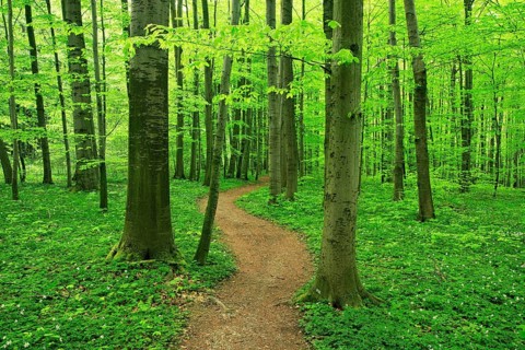 Hiking trail winds through natural beech forest in spring