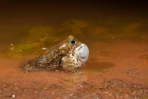 Natterjack toad