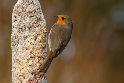 European robin