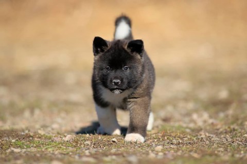 American Akita puppy