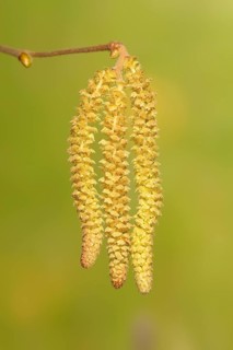 Common Common hazel