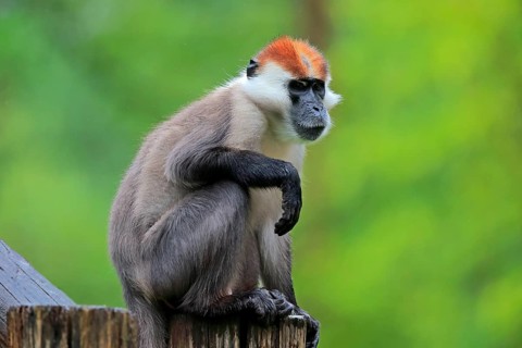 Collared mangabey