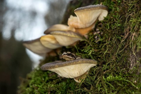 Late oyster