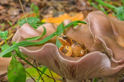 Wood blewit