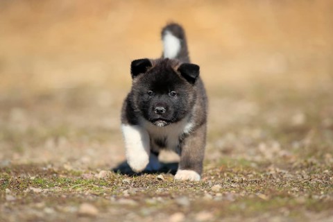 American Akita puppy