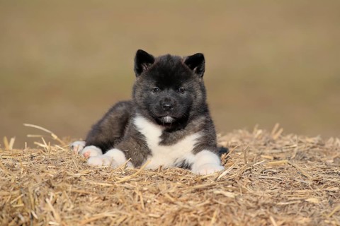 American Akita puppy