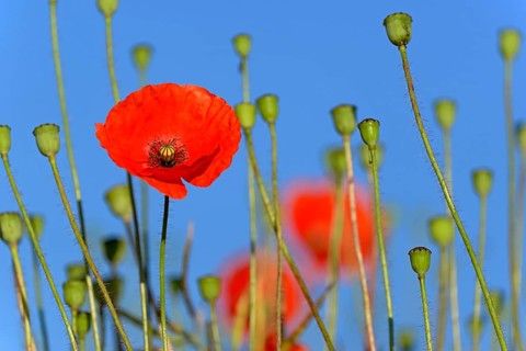Poppy flowers