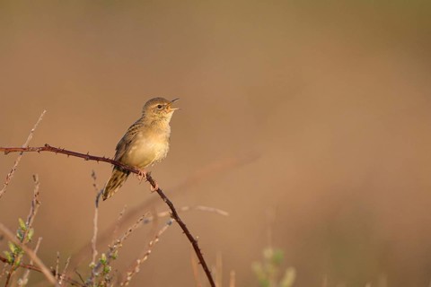 Common Grasshopper Warbler