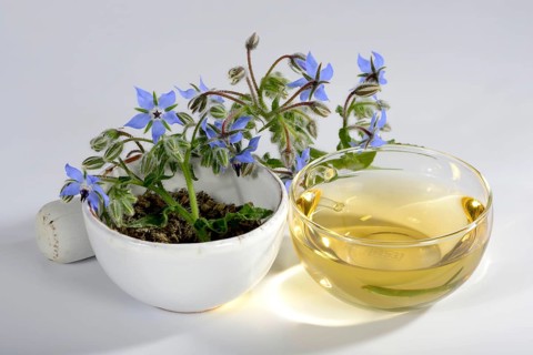 Borage