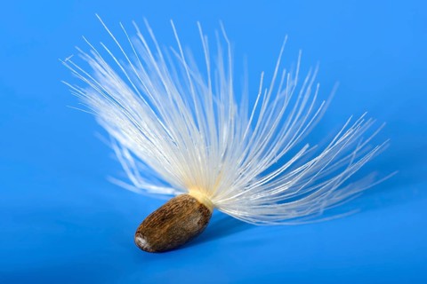 Carduus marianus