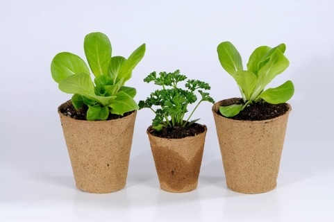 Peat pots