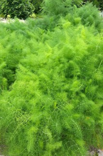 Fennel