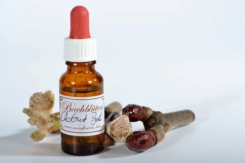 Bach Flower remedy chestnut bud