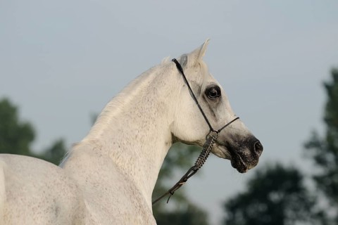 Arabian thoroughbred