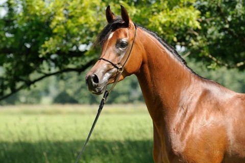 Arabian thoroughbred
