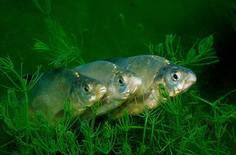 Common bream
