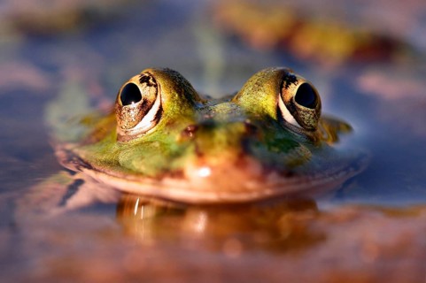 Pool frog