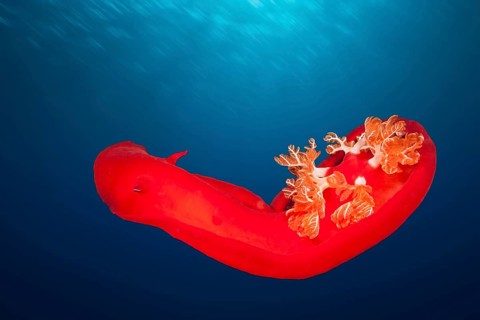 Spanish dancer