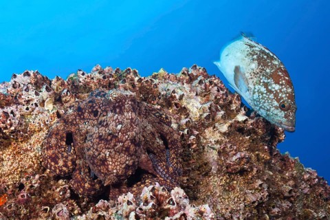 Common Octopus