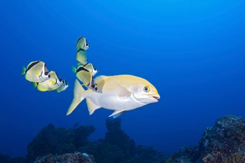 Barberfish