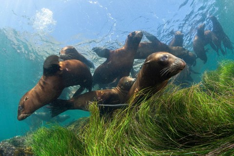 California sea lions
