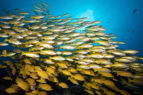 Shoal of bigeye snapper and five-striped snapper