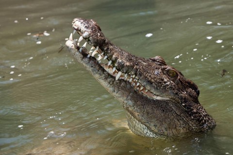 Saltwater crocodile