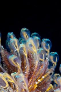 Colony of tunicates