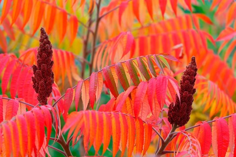 Staghorn sumac