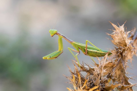 Mediterranean praying mantis