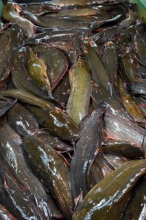 Live catfish