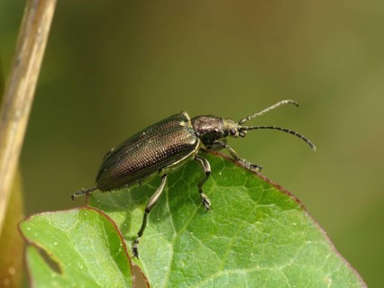 Silky cane beetle